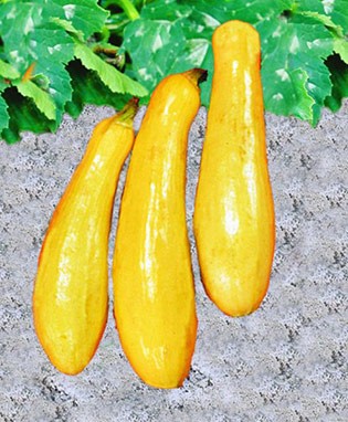 Straightneck Squash